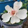 Jacqueline du Pré rose photo