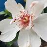 Jacqueline du Pré rose photo