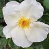 Sunshine Daydream rose photo