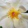 Sunshine Daydream rose photo
