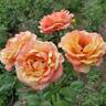 Peach Swirl ™ rose photo