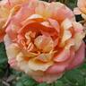 Peach Swirl ™ rose photo