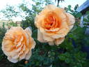 Garden Glory rose photo