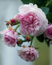 Eustacia Vye ™ rose photo