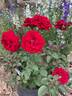 Oh My ! rose photo
