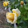Sunshine Daydream rose photo