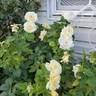 Sunshine Daydream rose photo