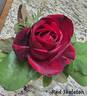 Red Skelton rose photo