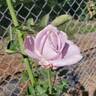 Enchanted Evening ™ rose photo