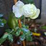 The Country Parson rose photo