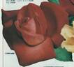 Carmosine rose photo