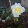 The Country Parson rose photo