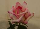 Sunderland Supreme rose photo