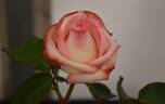Unbridled rose photo