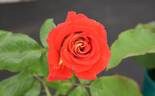 Snazzee rose photo