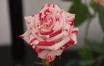 Strawberry Kisses rose photo