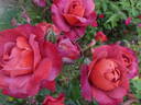 Hot Chocolate rose photo