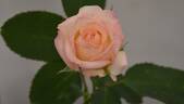 Unbridled rose photo