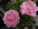 Rosenprofessor Sieber ® rose photo