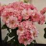 England's Heroes rose photo