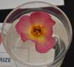 Violet Hour ™ rose photo