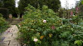 Sharifa Asma ® rose photo