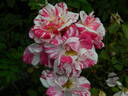 Striped Lynnie rose photo