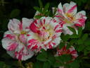 Striped Lynnie rose photo