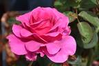 Timeless Purple rose photo