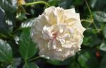 Timeless Cream rose photo