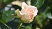 Timeless Cream rose photo