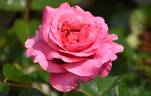 Timeless Pink rose photo