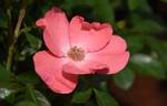 Flower Carpet Coral rose photo