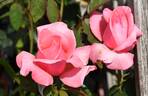 Lovely Lady rose photo