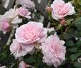 Our Beth rose photo