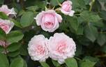 Our Beth rose photo