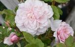 Our Beth rose photo