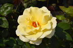 Grosvenor House rose photo