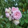 Reminiscent Pink ™ rose photo