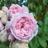 Reminiscent Pink ™ rose photo