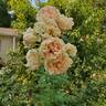Star of the Republic rose photo