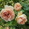 Star of the Republic rose photo