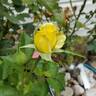 Sun Flare rose photo