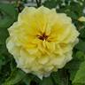 Sun Flare rose photo