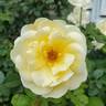 Sunshine Daydream rose photo