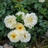 Sunshine Daydream rose photo