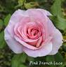 Pink French Lace rose photo