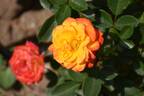 Irish Eyes ™ rose photo
