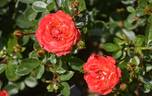 Irish Eyes ™ rose photo