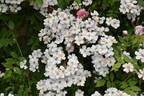 The Garland rose photo
